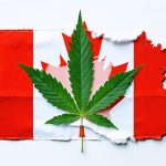 Cannabis Regulations Every IMG Must Know for Medical Practice in Canada