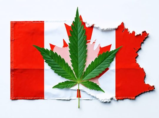 Conceptual image of a Canadian flag and medical cannabis leaf intertwining, representing the integration of cannabis in Canadian healthcare for international medical graduates.